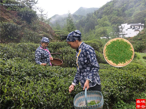 婺源峽谷春茶葉綠茶
