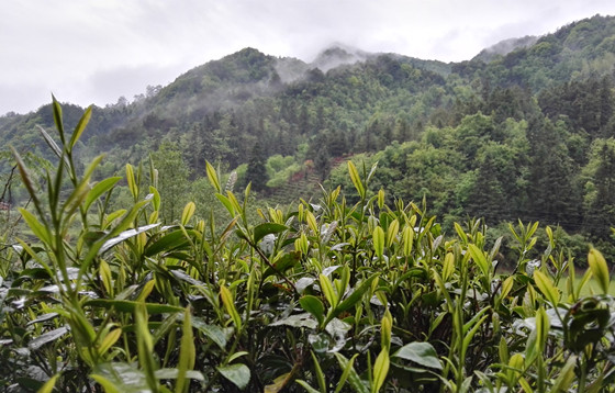 征集中國十大最美茶園—?dú)W中茶文化旅行合作對象單位