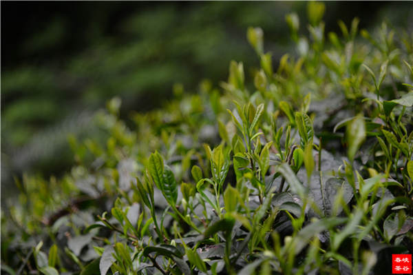 茶葉中的六個養(yǎng)生知識概述