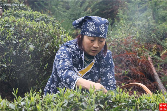 峽谷春春雨茶