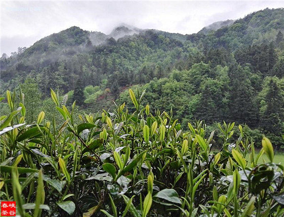 峽谷春春雨茶