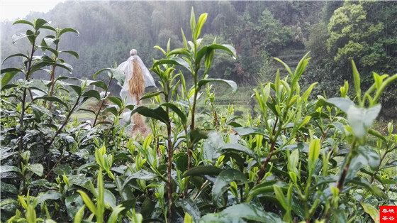 婺源綠茶的前世今生