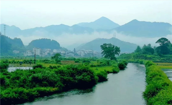 婺源鄉(xiāng)間有茶香