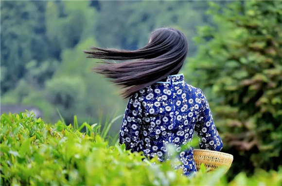婺源鄉(xiāng)間有茶香