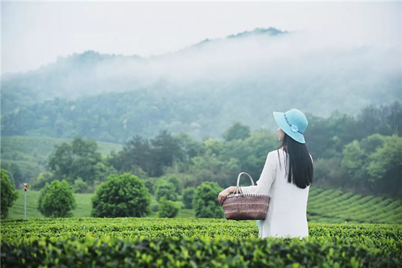 婺源鄉(xiāng)間有茶香