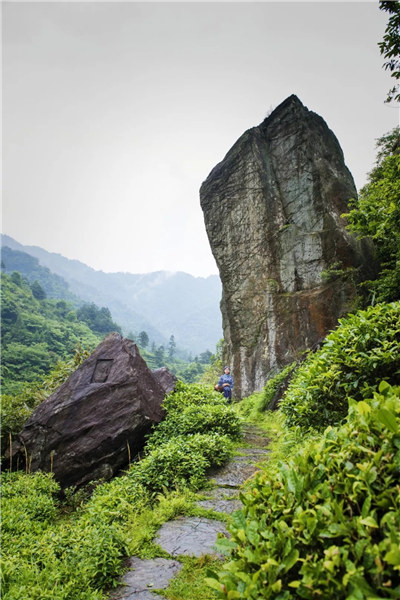 婺源鄉(xiāng)間有茶香