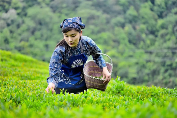婺源鄉(xiāng)間有茶香