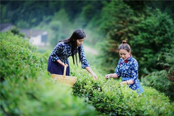婺源鄉(xiāng)間有茶香