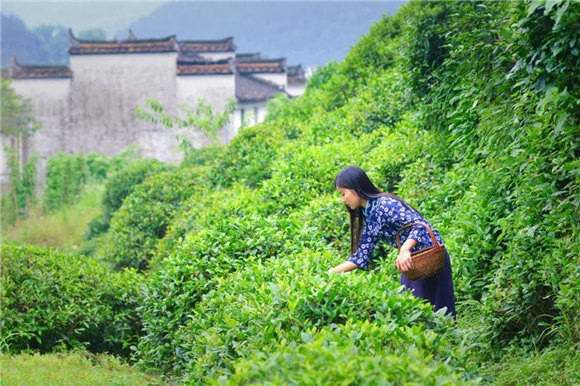 婺源鄉(xiāng)間有茶香