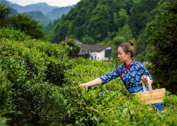 茶與藥的關(guān)系