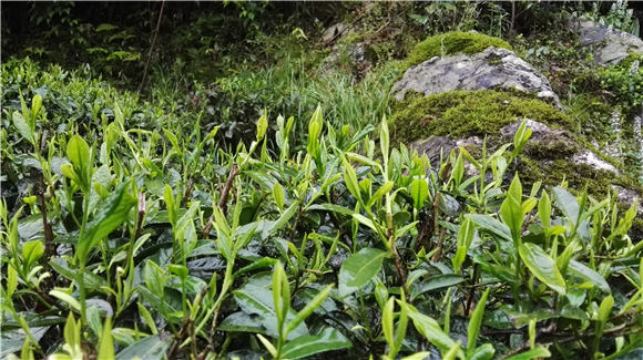 茶與藥的關(guān)系