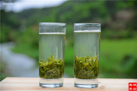 婺源峽谷春春雨茶