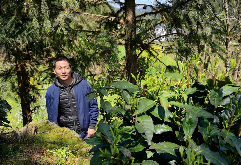 品到深處才懂茶 品到深處才懂茶