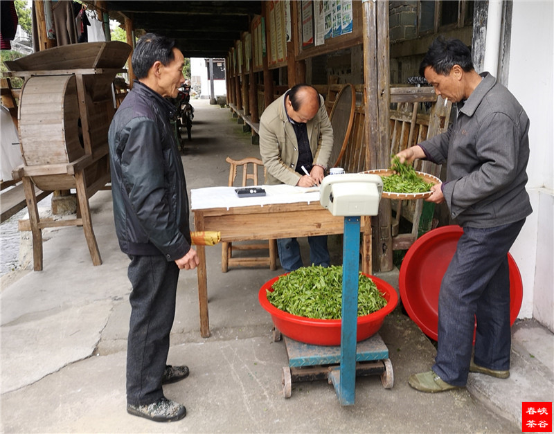 茶葉是降脂減肥的天然藥物原料 茶葉是降脂減肥的天然藥物原料